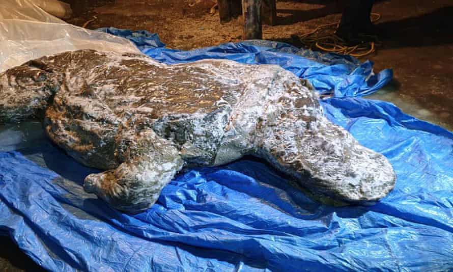 The woolly rhino, from Siberia’s Yakutia region