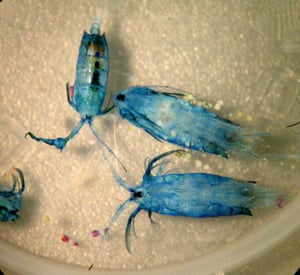 Large copepods, probably in the genus Labidocera