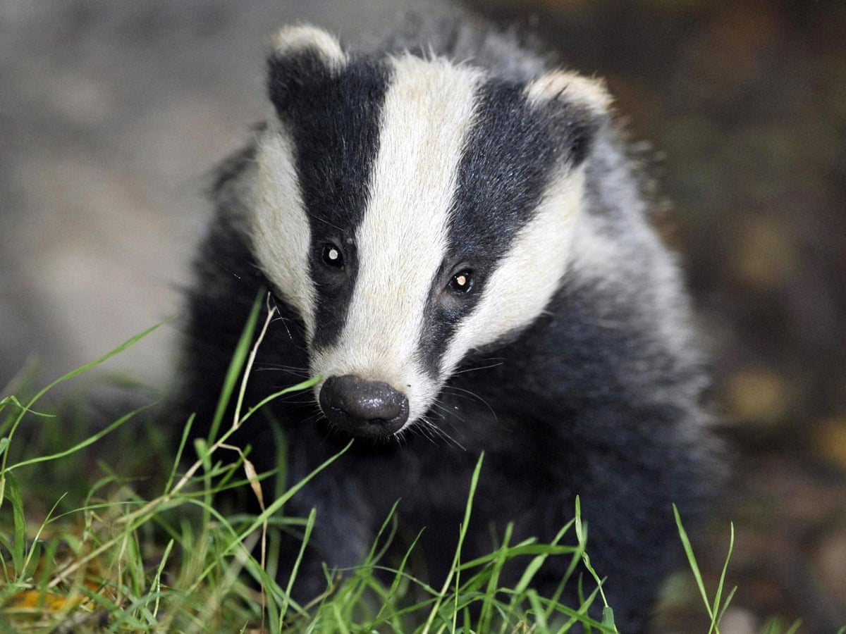 Country diary 1921: speaking up for the badger | Badgers | The Guardian