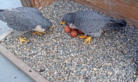 Grinnell and Annie with their eggs.