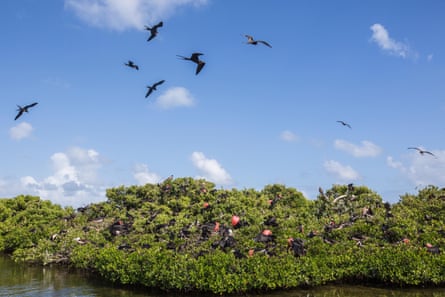Birds fly above trees on a shoreline.