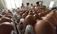 Sorting eggs at a chicken farm in China