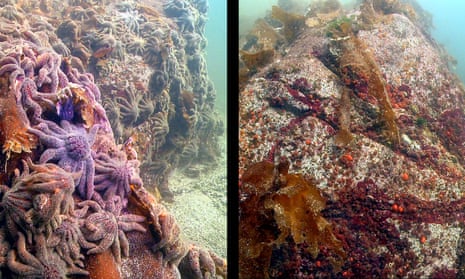 Thousands of sunflower sea stars swarm Croker Rock near Croker Island, located in the Indian Arm fjord, north of Vancouver, British Columbia, on 9 October 2013. Three weeks later, in the second photo, the sea stars have vanished.