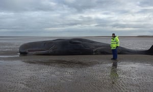 Whale on Norfolk beach