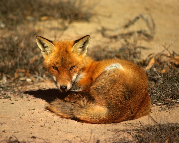 It took just 60 years for the red fox, one of Australia’s most devastating predators, to colonise the continent It took just 60 years for the red fox, one of Australia’s most devastating predators, to colonise the continent