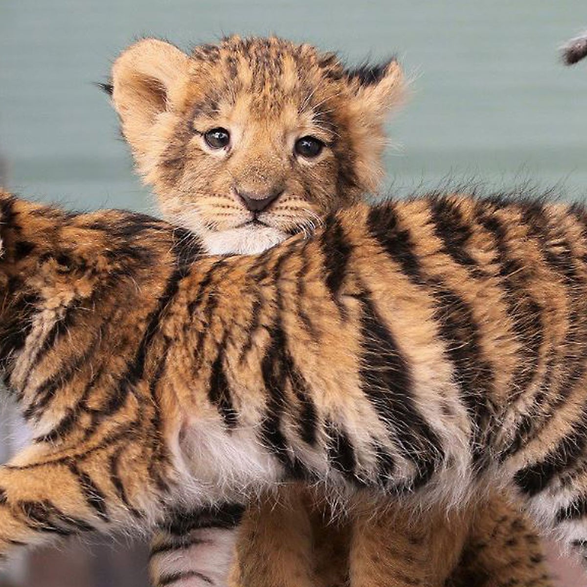 Using cute animals in pop culture makes public think they're not ...