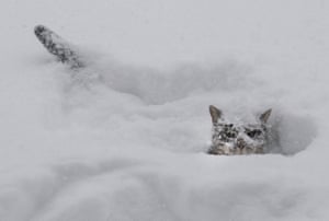 A cat plays in the snow during a winter storm in Mississauga, Ontario, Canada
