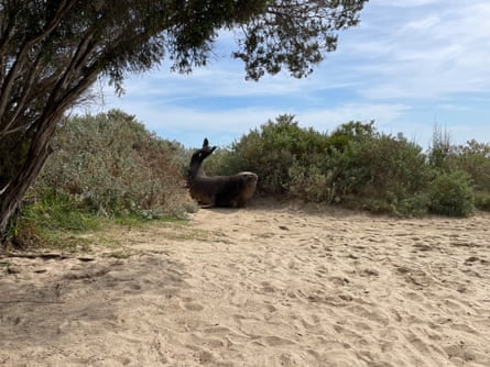 Elephant seal that caused havoc in Victorian seaside town reappears at another beach | Victoria People have been warned to stay at least 30m away from the seal and 50m if they have a dog with them.