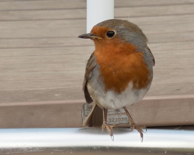 A robin at Birdworld