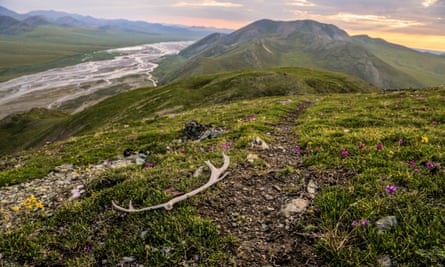 If transferred to the state, Alaska’s Arctic National Wildlife Refuge could be opened up to drilling.