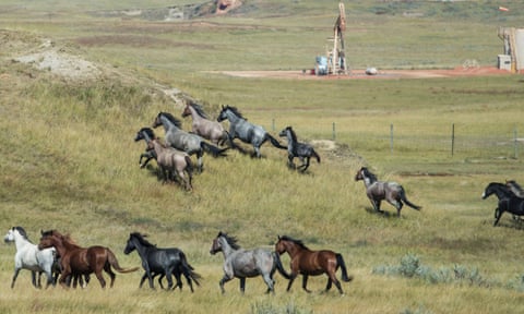 Wild horses roam past an oil well at Theodore Roosevelt national park in North Dakota.