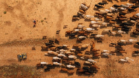 Cattle are mustered on a property on the outskirts of Quilpie.