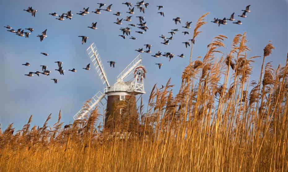 Wild fowl and windmill on Cley Marshes, north Norfolk.