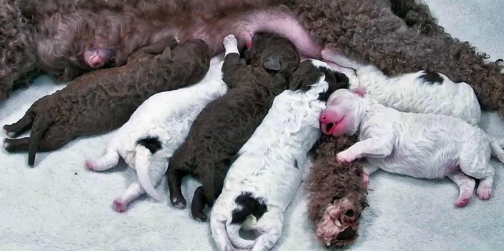 Seven newborn lagotto romagnolo puppies huddled against their mother, Hilkka