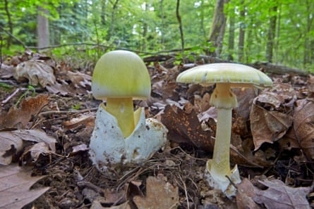 Two mushrooms side by side growing out of brown leaves, one with a flat top, one with a rounded top, both with yellow-ish green coloring.