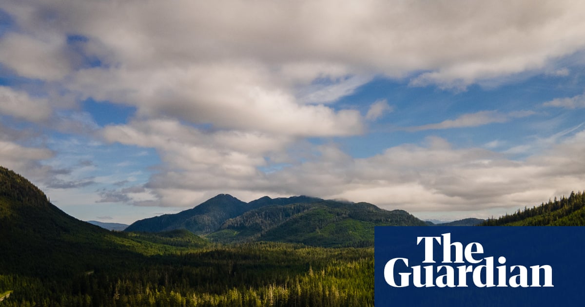 Outcry as Trump plots more roads and logging in US forests: You can almost hear the chainsaws'