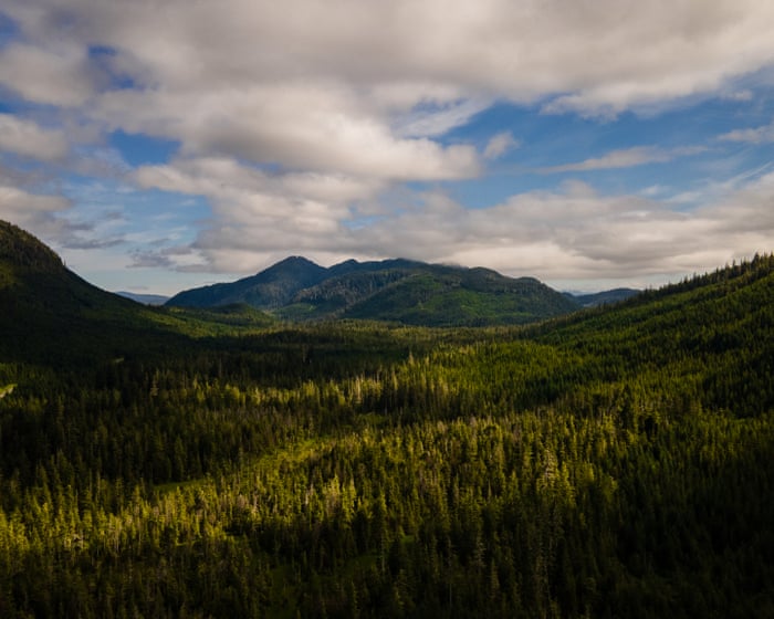 Outcry as Trump plots more roads and logging in US forests: ‘You can almost hear the chainsaws’