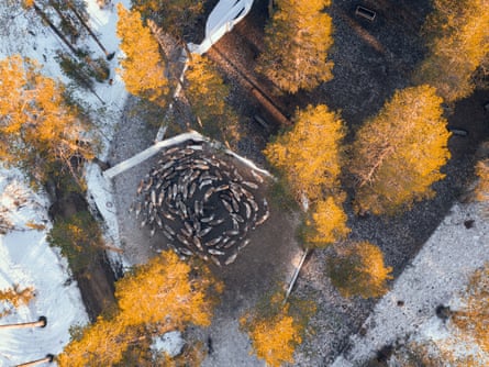 Aerial shot of reindeer in corral surrounded by trees