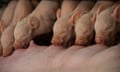 piglets feeding in a piggery