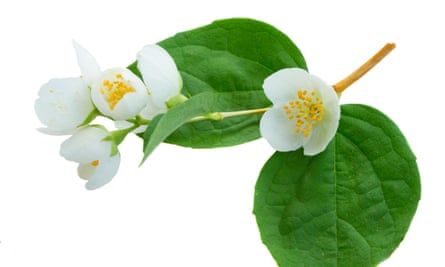 Grow Your Own Herbal Teas Gardening Advice The Guardian