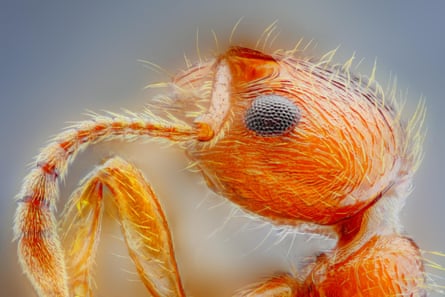 Extremely sharp and detailed study of an Ant head taken with a microscope objective stacked from many images into one very sharp photo.