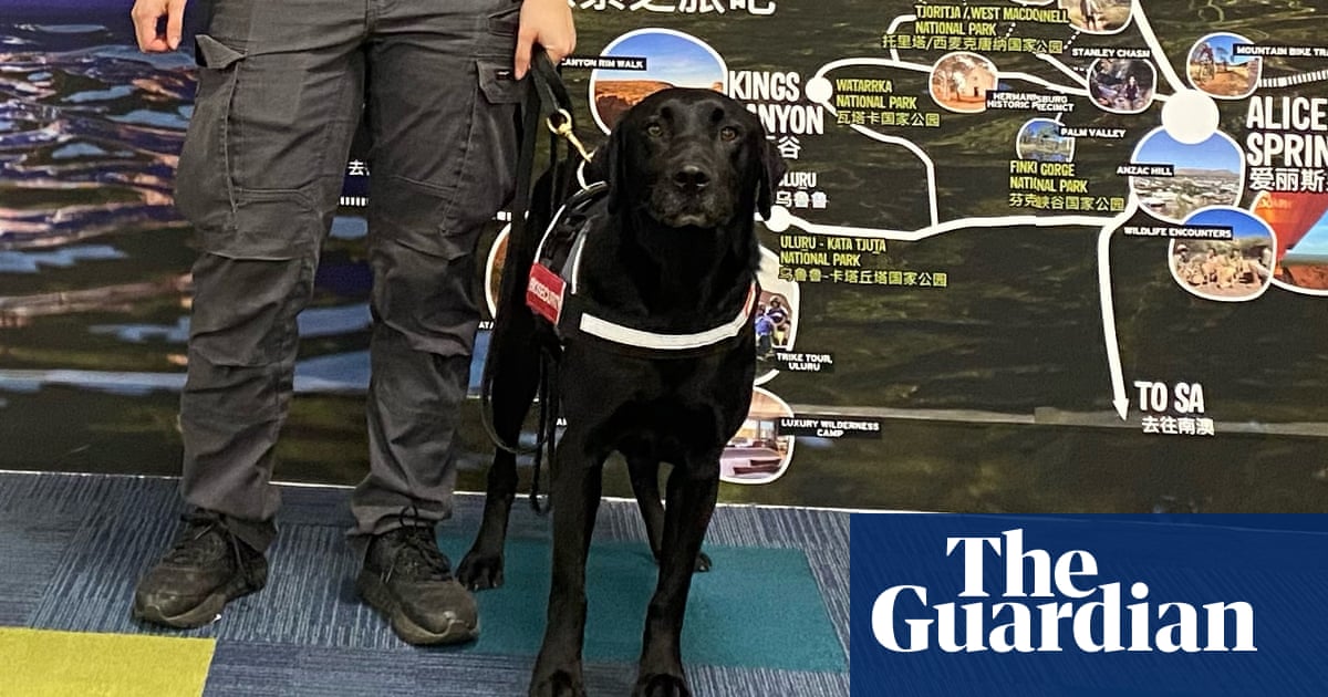Silly sausage: traveller returning from Bali fined at Darwin airport after dog sniffs out McDonald’s breakfast in backpack