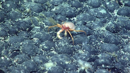 A Parapagurus hermit crab amid a field of ferromanganese nodules