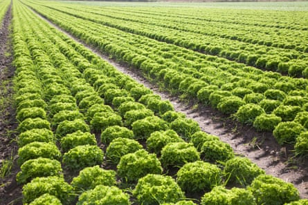 Lettuce growing in a field near Hollesley, Suffolk.