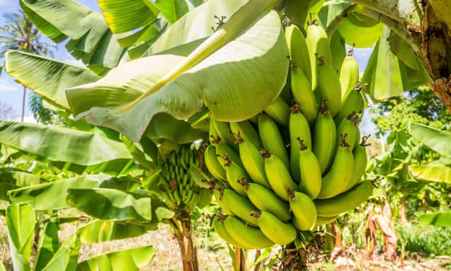 Cavendish bananas, the most widely exported variant worldwide.