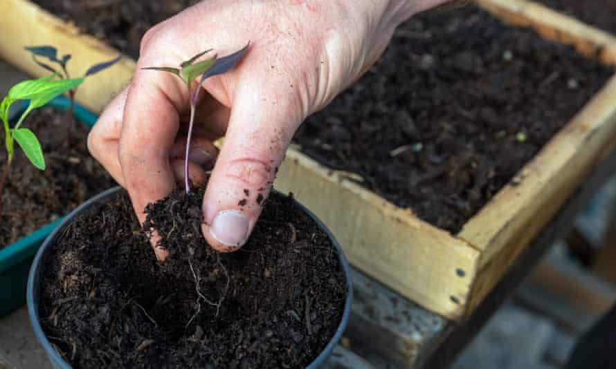 Potting on a chilli plant.