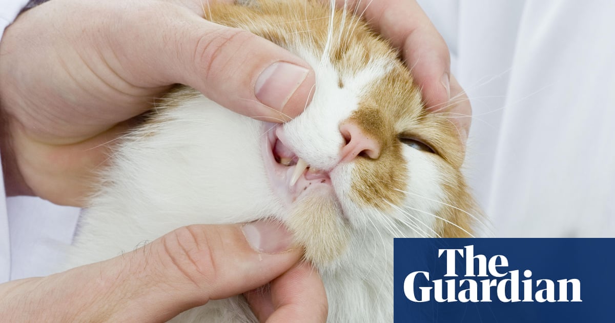 Fighting Petplan Tooth And Claw Over Our Cat S Claim Money The