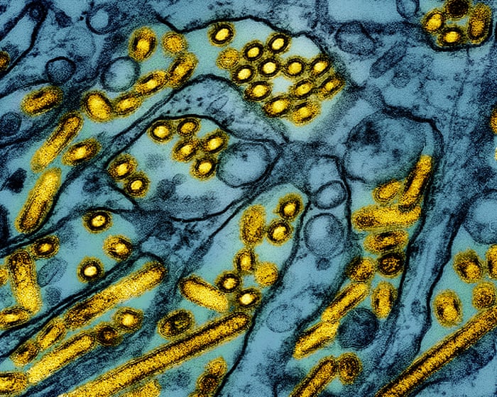 Avstraliyada H5N1 quş qripi tarixi təhdid kimi qiymətləndirilir