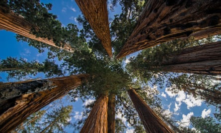 A conservation group has struck an unusual deal to acquire the last, largest privately owned sequoia grove.