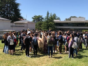 Crowds gather on Berkeley’s campus to meet llamas.