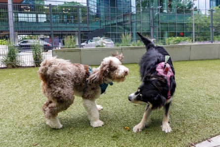 Two dogs play with each other in a dog park.