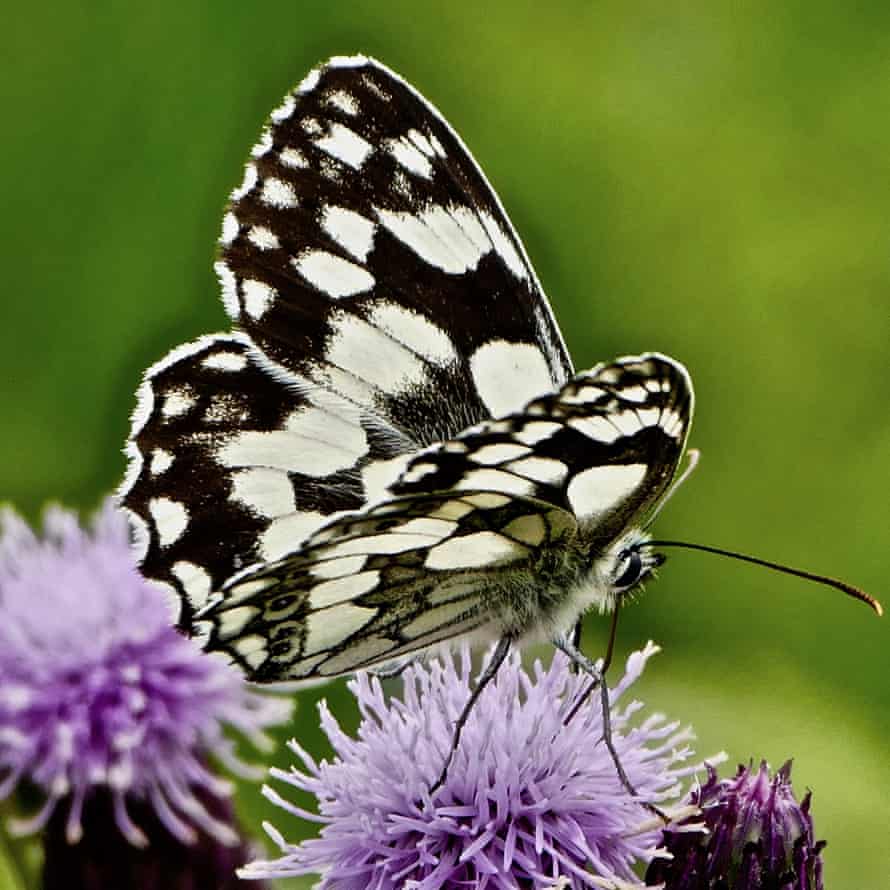 A marbled white butterfly is spotted along the Jurassic Coast in Dorset.