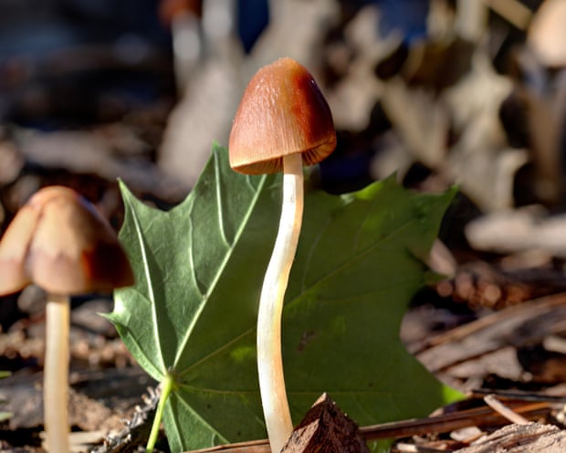 ‘Nature’s original engineers’: scientists explore the amazing potential of fungi ‘Nature’s original engineers’: scientists explore the amazing potential of fungi