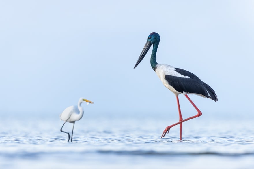 David & Goliath A black-necked stork keeps a watchful eye on an egret who has caught a fish and is rapidly walking away. Photograph: David Stowe