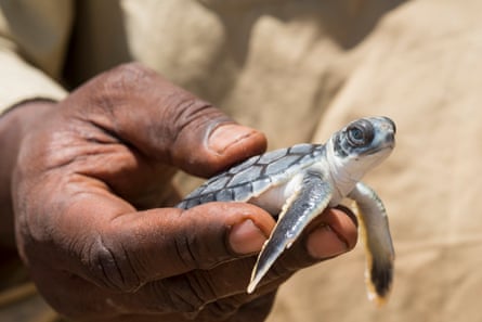 The Dhimurru Indigenous rangers in Arnhem Land play a front line role in safeguarding threatened turtle species.
