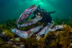 Giant Australian cuttlefish