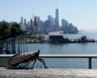 ‘They don’t belong in our environment’: US vineyards battle spotted lanternflies as invasive insects spread