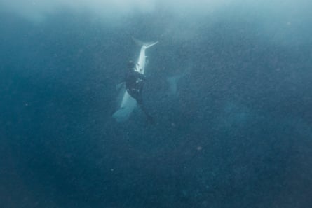 Underwater image of a diver in a wetsuit, with a great white shark nearby.