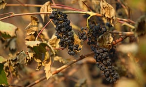 Wine grapes destroyed by the Tubbs fire in Kenwood, California.