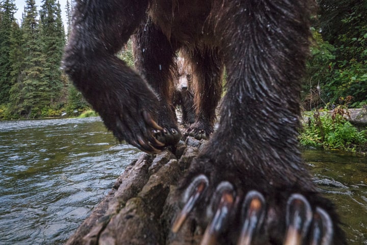 8. Salmon Hunters: Wildlife on Land To capture this view of a mother grizzly bear and her cub, photographer Peter Mather placed a camera trap on a log that he knew the bears usually traversed when fishing for salmon in the Yukon River watershed in Canada, photo: Peter Mather