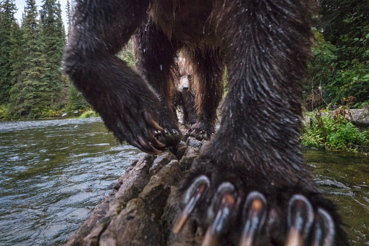 8. The Salmon Catchers:  Terrestrial WildlifeTo capture this view of a mother grizzly bear and her cub, photographer Peter Mather set up a camera trap on a log that he knew the bears tended to traverse while fishing for salmon, in the Yukon River watershed in Canada Photograph: Peter Mather