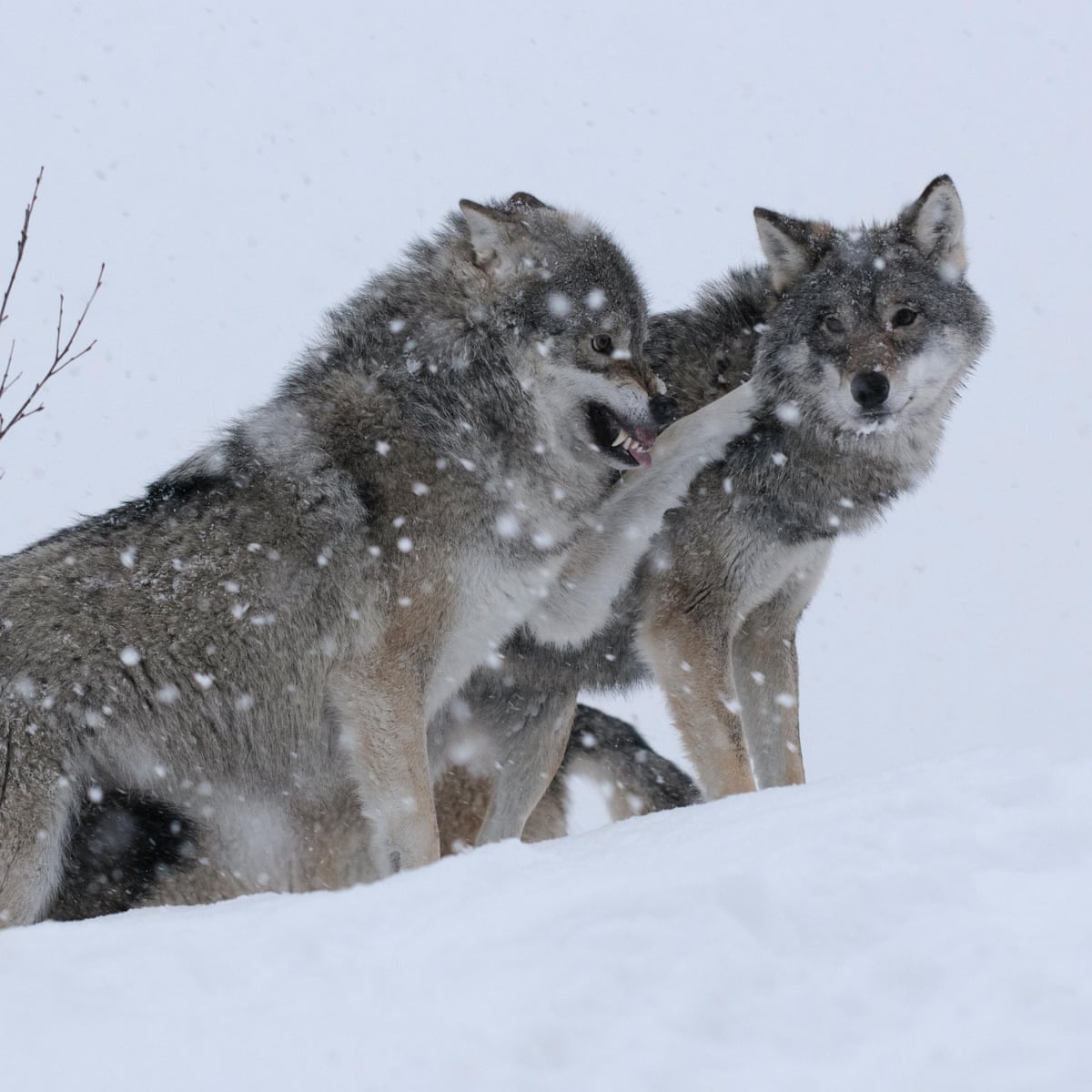 Harmless Or Vicious Hunter The Uneasy Return Of Europe S Wolves