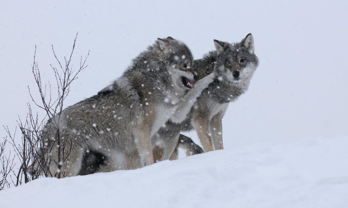 Harmless Or Vicious Hunter The Uneasy Return Of Europe S Wolves Environment The Guardian