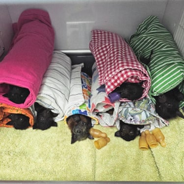 Flying burrito brothers … rescued baby flying foxes rest, wrapped up, after being injured by giant hailstones (some as large as a cricket ball) in Queensland storms, Australia. Almost 120 fruit bats (as they are also known) were injured, some critically, before being rescued by volunteers and admitted to the RSPCA wildlife hospital