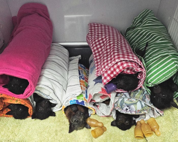 Almost 120 flying foxes hospitalised after giant hail smashes Queensland colony