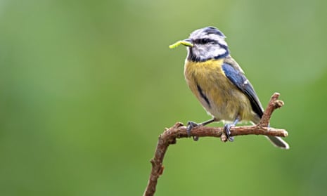 A blue tit with food for its young